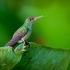 Kolibrik rezavoocasy - Amazilia tzacatl - Rufous-tailed Hummingbird o7372